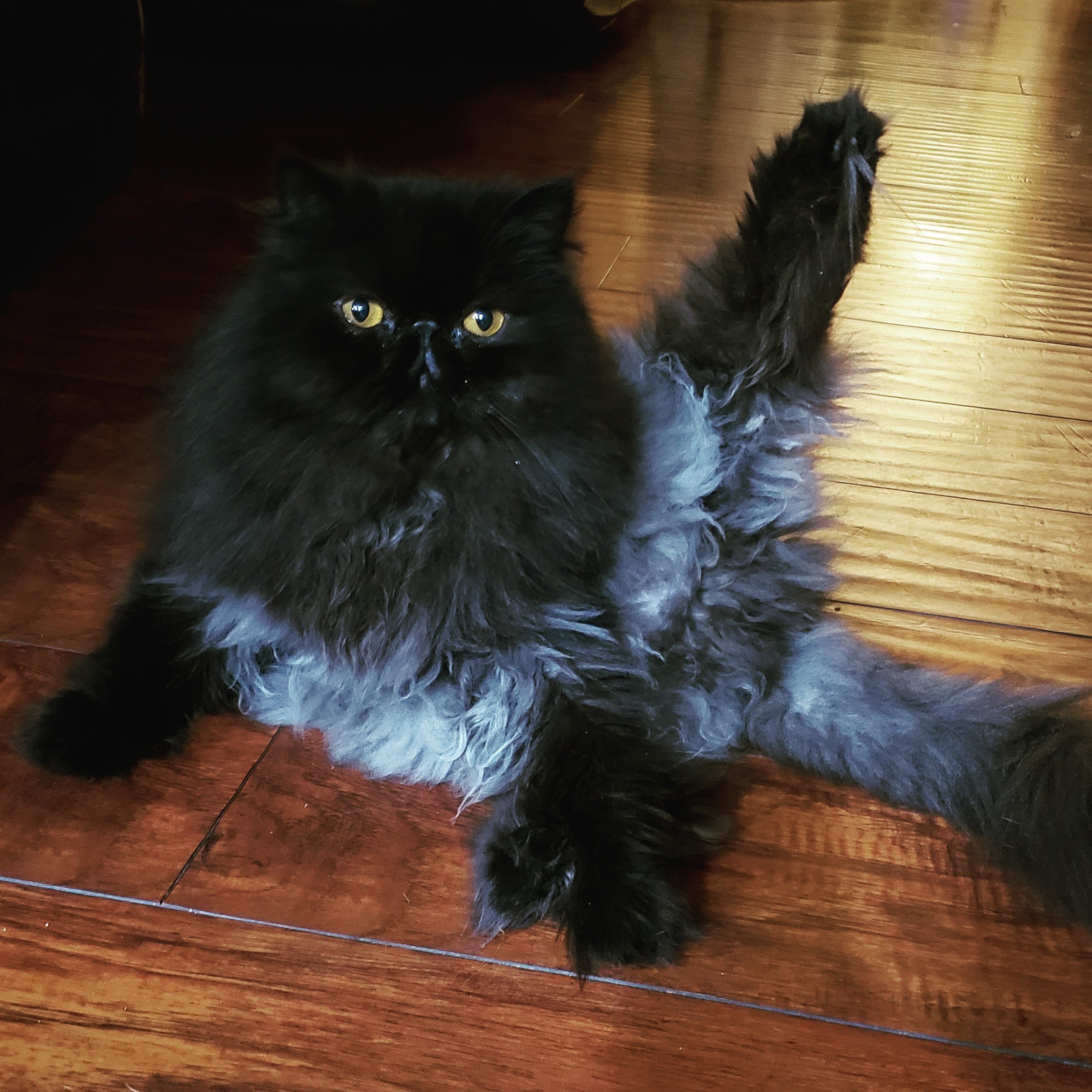 Black Cat - Charity Soap